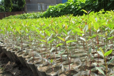 Tiêu chuẩn TCVN 14130:2024 về phục tráng các giống keo, bạch đàn bằng phương pháp nuôi cấy mô